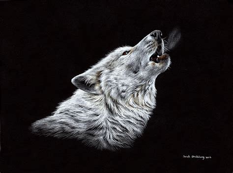 White Wolf Howling Drawing by Sarah Stribbling - Pixels