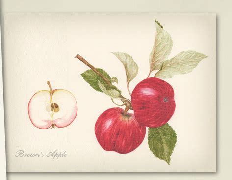 Cider Apple Varieties