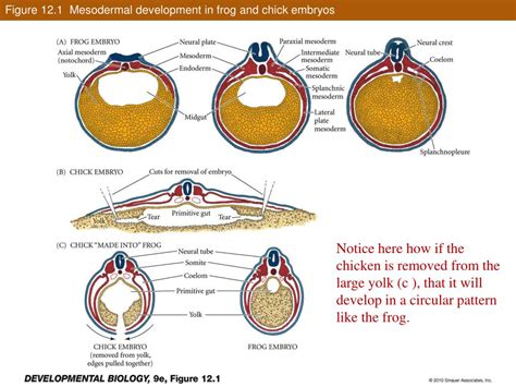 PPT - Lateral Plate Mesoderm and Endoderm PowerPoint Presentation, free ...