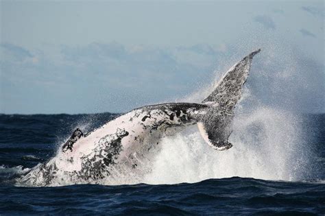 Humpbacks are acrobatic animals known for breaching and slapping the water with their tail and ...