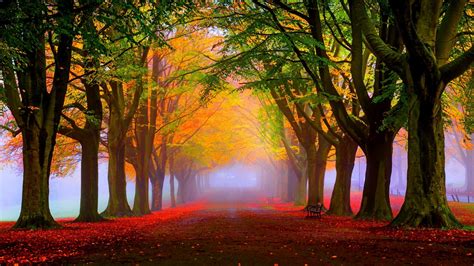 Free Fall Foliage Wallpaper - WallpaperSafari