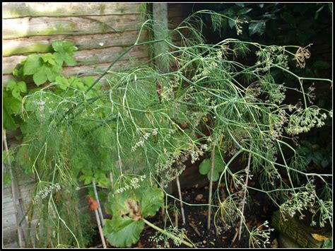 Mark's Veg Plot: Saving Fennel seeds