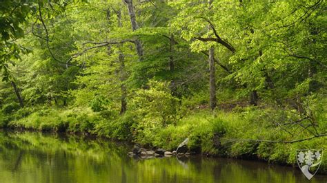 Duke Forest Zoom Backgrounds – Duke Forest