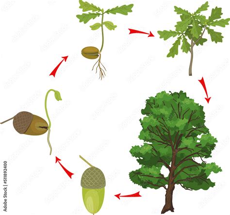 Life cycle of oak tree. Growth stages from acorn and sprout to old tree ...