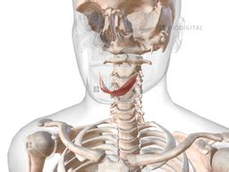 Mylohyoid | BioDigital Anatomy