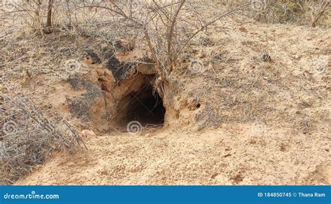 Wild Animals Cave in Desert Area Stock Image - Image of animals, landscape: 184850745