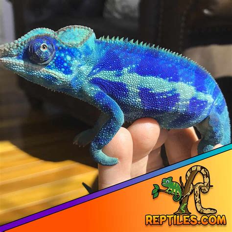 Ambanja Panther Chameleon Care Guide | Sheet | Diet | Habitat