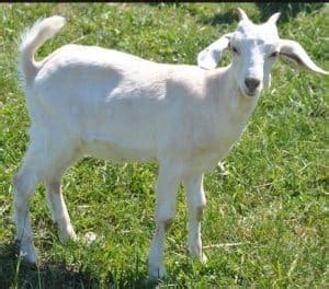 Kiko Goats | Adding a Meat Source to Your Farm - Rural Living Today