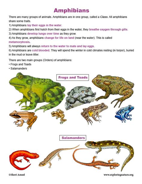 Classification Of Amphibians