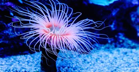 14 Facts About Sea Anemone - Facts.net