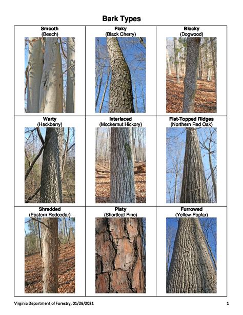 Tree Bark Identification Chart