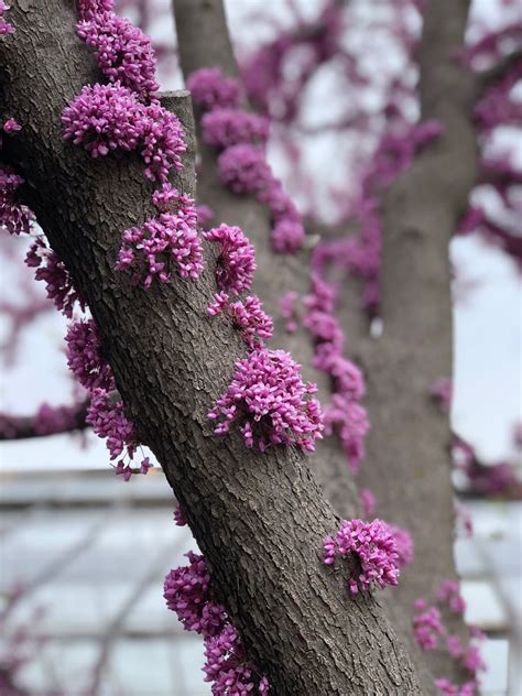 Why is that Redbud tree blooming along the trunk? | K-State Turf and ...