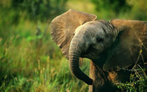 Elephant Desktop Backgrounds - Wallpaper Cave