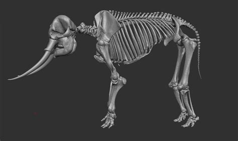 Jonathan Seeney - African Elephant Skeleton