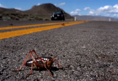 Ravenous Mormon crickets could swarm western farms this year - oregonlive.com