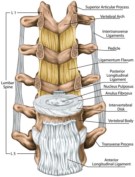 Ligaments, Tendons and Muscles - Ainsworth Institute