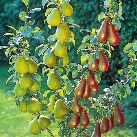 The best dwarf fruit trees to grow in pots #Fruit_Gardening - My Favorite Things