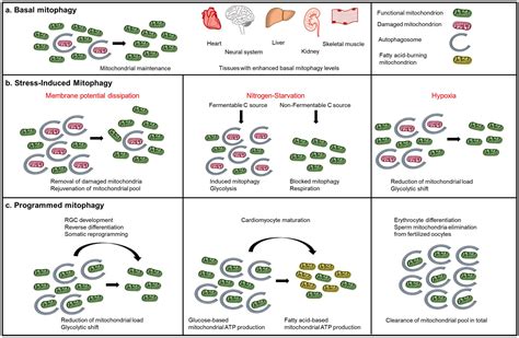 Mitophagy in health and disease – Atlas of Science