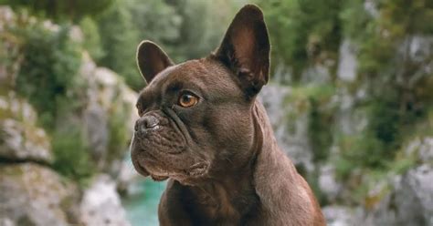 French Bulldog Names Made Easy: Browse our Trending Selection of Names for Your Beloved Frenchie