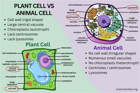 Vacuole In Animal Cell