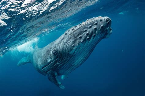 Humpback whale charges swimmers in Australia, sends two to hospital | Live Science