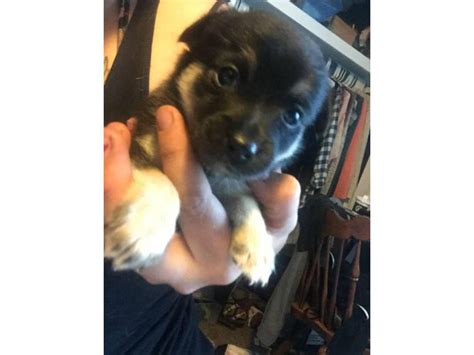 Mutt Puppies for Sale - full grown Emmett - Puppies for Sale Near Me