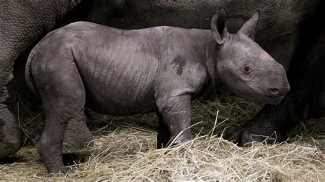 Rare Black Baby Rhino Born in Iowa Zoo - ABC News