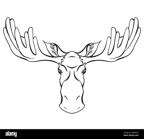 Contour illustration of a moose head with antlers front view. Wild ...