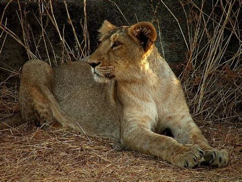 10 Facts about Lion’s Habitat | Less Known Facts