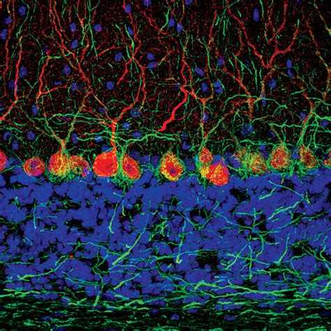 Neural and Glial Markers | Cell Signaling Technology