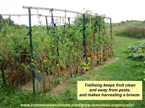 5+ Terrific Tomato Trellis Ideas for Easier Picking and Cleaner Tomatoes