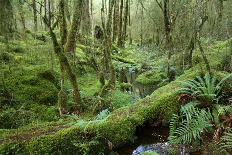 Free Images : tree, swamp, wilderness, stream, jungle, spruce, vegetation, rainforest, deciduous ...