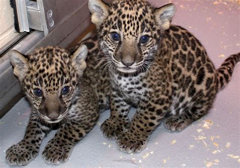 Jaguar cubs in Milwaukee zoo have something different to offer - The Washington Post