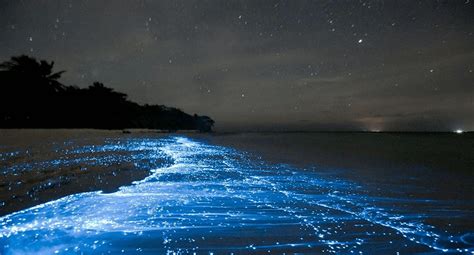 Bioluminescent Beach Phenomenon in the Maldives | Airpaz Blog