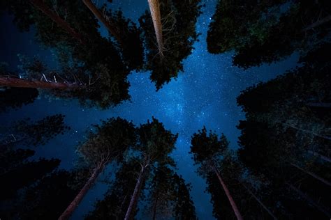 Download Tree Sky Nature Night HD Wallpaper