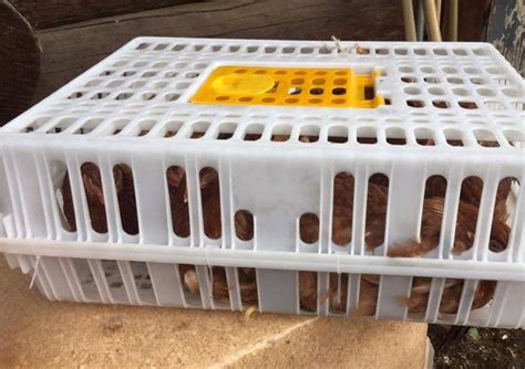 Poultry Crates, (Stocked Product), $39 and $46 – Alaska Farm Supply