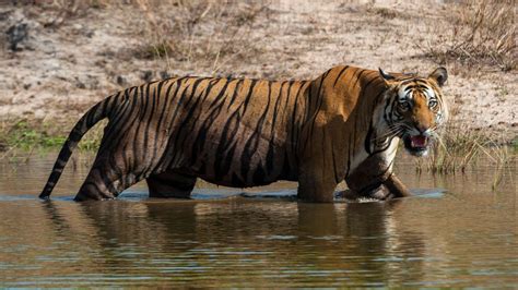 Great Secrets Of The Sundarban Tigers | Royal Sundarban Tourism 2023