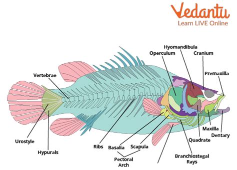 Fish Skeletal System - Structure, Types, Parts and Functions