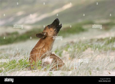 single adult dingo howling Stock Photo - Alamy