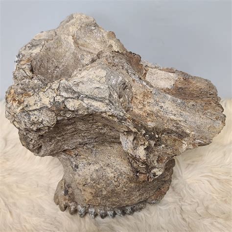 Stegodon Partial Skull (PICKUP ONLY) – SkullStore Inc.