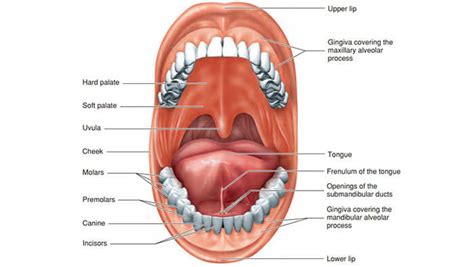 Oral Anatomy 101 • Soundview Family Dental