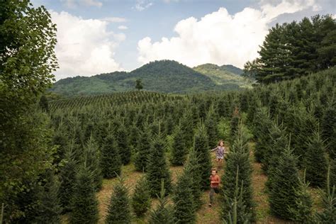 20 Best Christmas Tree Farm Near Me in the USA | TouristSecrets