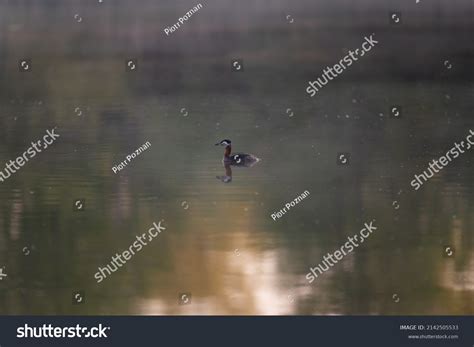 3,117 Red Necked Grebe Stock Photos, Images & Photography | Shutterstock