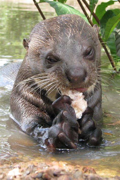 Giant Otter Facts, Diet, Habitat Pictures On, 52% OFF