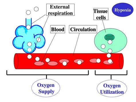 PPT - Hypoxia PowerPoint Presentation, free download - ID:3650172