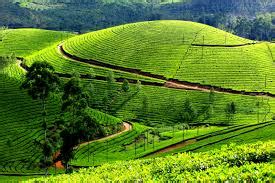 Munnar hill station destination kerala