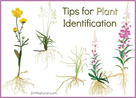 Plant Identification Tips To Help Improve Plant Recognition