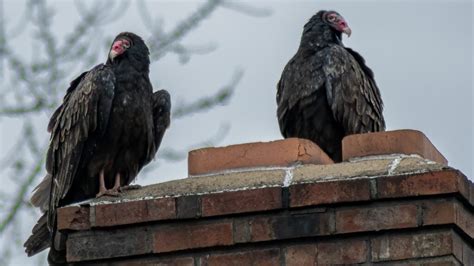 Buzzard Symbolism & Meaning (+Totem, Spirit & Omens) | World Birds