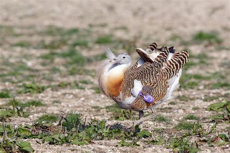 Great bustard - Alchetron, The Free Social Encyclopedia