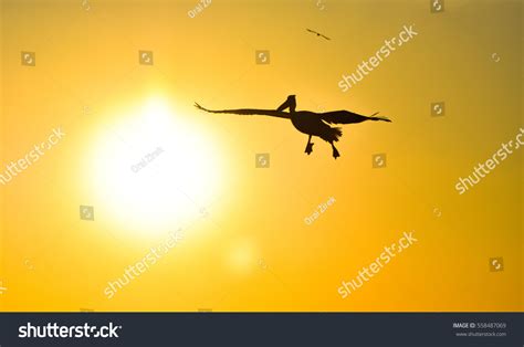 Pelican Flying Sunset Sky Silhouette Stock Photo 558487069 | Shutterstock